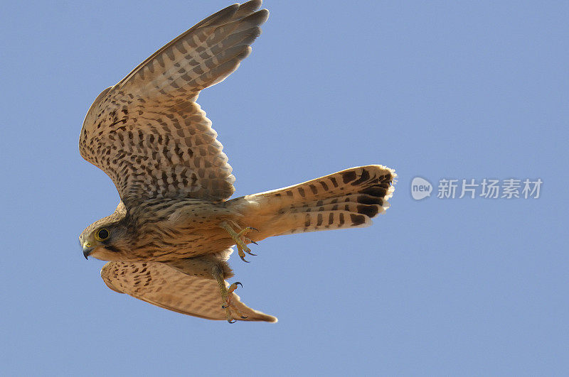 kestrel lesser(法尔科瑙曼尼)